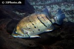 datnioides undecimradiatus datnioides undecimradiatus