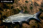 leuciscus aspius leuciscus aspius