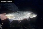 leuciscus aspius leuciscus aspius