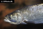 leuciscus aspius leuciscus aspius
