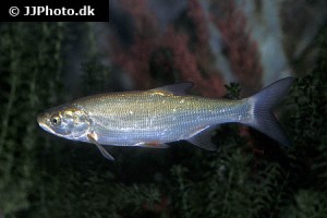 Asp / Ide / Dace