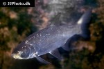 leuciscus aspius leuciscus aspius