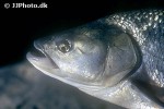 leuciscus aspius leuciscus aspius