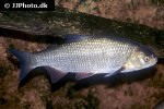leuciscus idus leuciscus idus