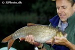 leuciscus idus leuciscus idus