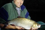 leuciscus idus leuciscus idus
