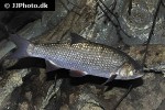 leuciscus idus leuciscus idus