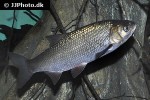 leuciscus idus leuciscus idus