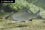 leuciscus idus leuciscus idus