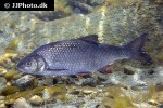 leuciscus idus leuciscus idus
