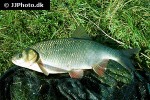 leuciscus idus leuciscus idus