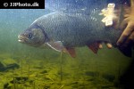 leuciscus idus leuciscus idus