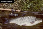 leuciscus idus leuciscus idus