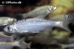 leuciscus idus blue leuciscus idus blue