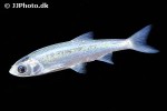 leuciscus idus blue leuciscus idus blue