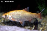 leuciscus idus gold leuciscus idus gold