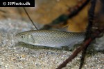 leuciscus leuciscus leuciscus leuciscus