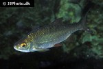 leuciscus leuciscus leuciscus leuciscus