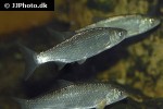 leuciscus leuciscus leuciscus leuciscus
