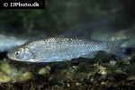 leuciscus leuciscus leuciscus leuciscus