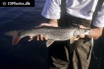 pseudaspius leptocephalus pseudaspius leptocephalus