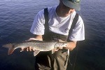 pseudaspius leptocephalus pseudaspius leptocephalus