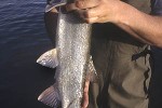 pseudaspius leptocephalus pseudaspius leptocephalus