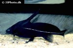 bagrichthys macracanthus bagrichthys macracanthus