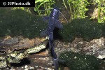 bagrichthys macracanthus bagrichthys macracanthus