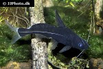 bagrichthys macracanthus bagrichthys macracanthus