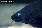 bagrichthys macracanthus bagrichthys macracanthus