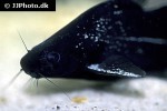 bagrichthys macracanthus bagrichthys macracanthus