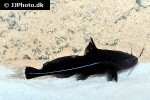 bagrichthys macracanthus bagrichthys macracanthus
