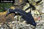 bagrichthys macracanthus bagrichthys macracanthus