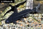 bagrichthys macracanthus bagrichthys macracanthus