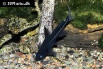 bagrichthys macracanthus bagrichthys macracanthus