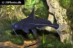 bagrichthys macracanthus bagrichthys macracanthus