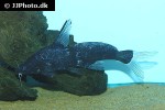 bagrichthys majusculus bagrichthys majusculus