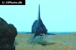 bagrichthys majusculus bagrichthys majusculus