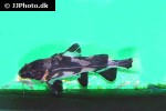 bagroides melapterus bagroides melapterus