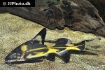 bagroides melapterus bagroides melapterus