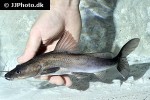 bagrus meridionalis bagrus meridionalis