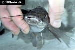 bagrus meridionalis bagrus meridionalis