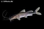 bagrus meridionalis bagrus meridionalis
