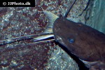 bagrus meridionalis bagrus meridionalis