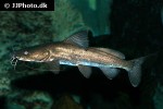 bagrus meridionalis bagrus meridionalis