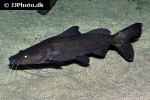 bagrus meridionalis bagrus meridionalis