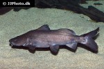 bagrus meridionalis bagrus meridionalis