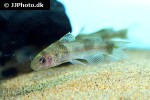 batasio affinis batasio affinis