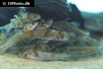 batasio affinis batasio affinis